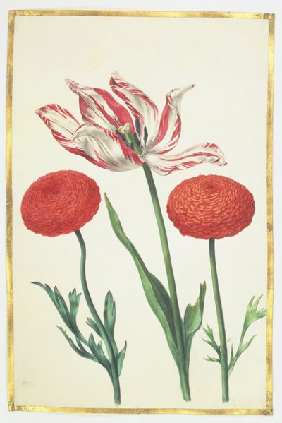 Tulip and Dahlias, c.1675 by Nicolas Robert